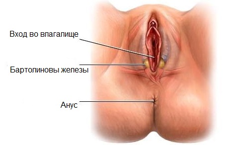 Где расположены бартолиновы железы у женщин, фото