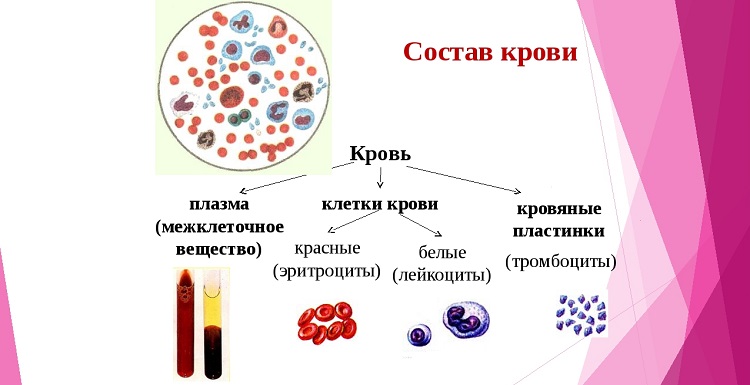 Состав человеческой крови в норме